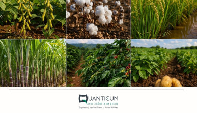 A volatilidade das commodities exige agricultura mais eficiente
