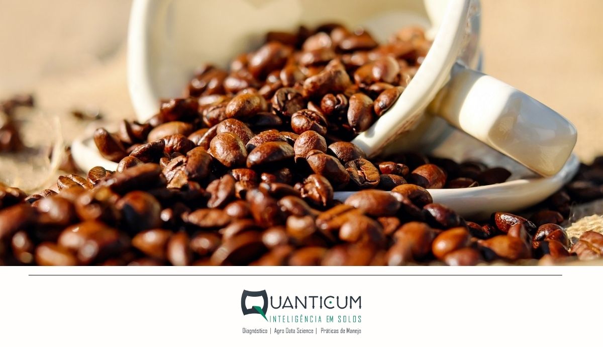 Como escolher a cultivar de café para plantio?